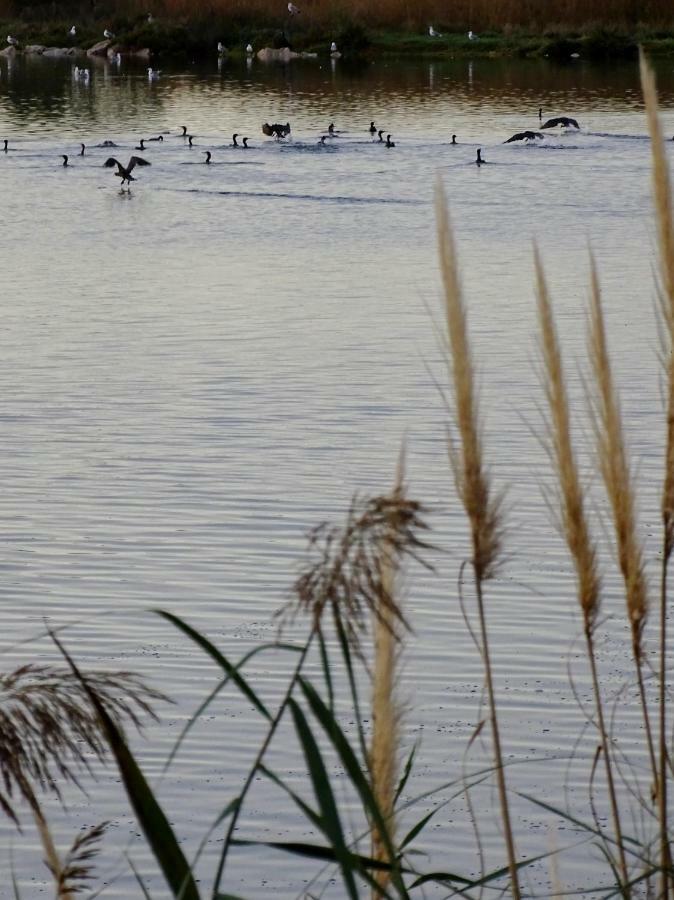 Les Rives Du Lac Le Grau-du-Roi Exterior foto
